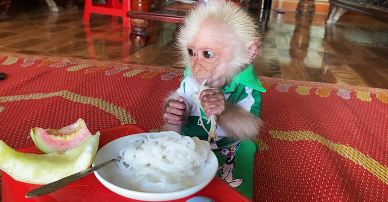 What Is A Monkey Dish?