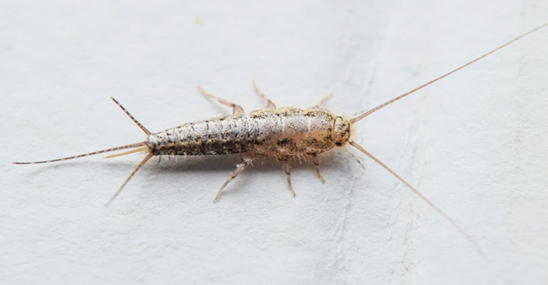What Causes Silverfish In Kitchen?