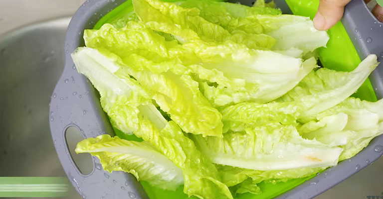 Romaine Lettuce Bitter