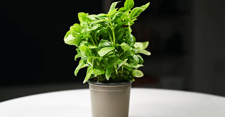 Why Does My Basil Taste Bitter?